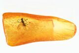 Detailed Fossil Winged Ant (Prenolepis) In Baltic Amber #328120-1